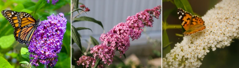Motýli na květech motýlího keře Buddleja.