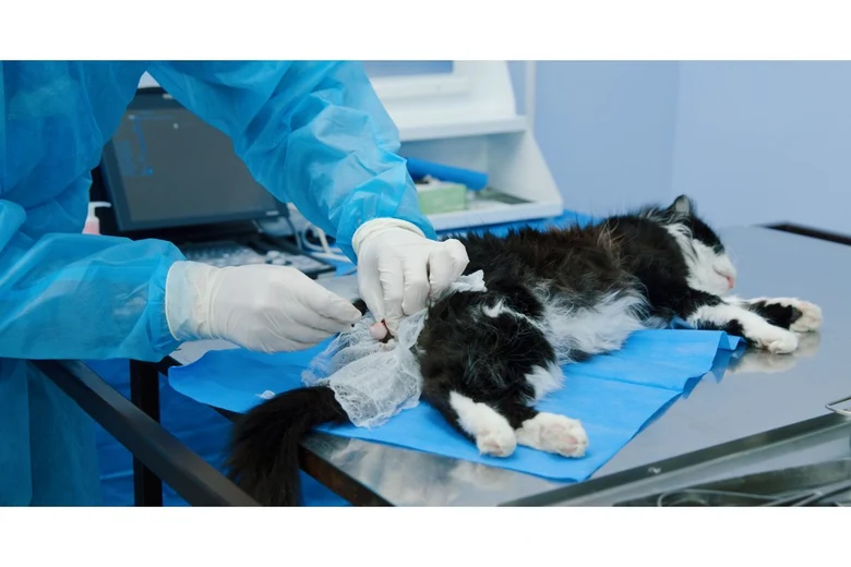 Kočka během veterinárního zákroku