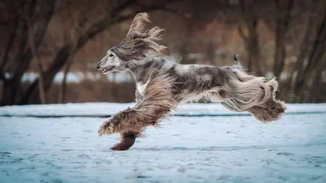 Běžící afghánský hound v zasněženém prostředí