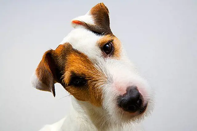Portrét štěněte Jack Russella s výraznýma očima.