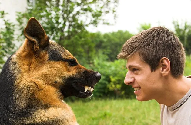 Německý ovčák hrabí na svého pána venku.