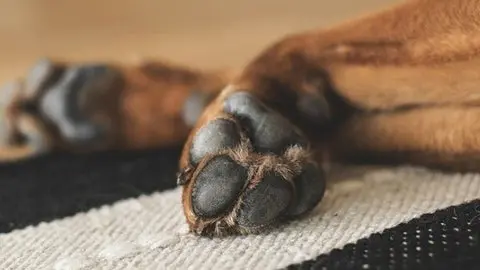 Detailní záběr na tlapky spícího psa ležícího na koberci.