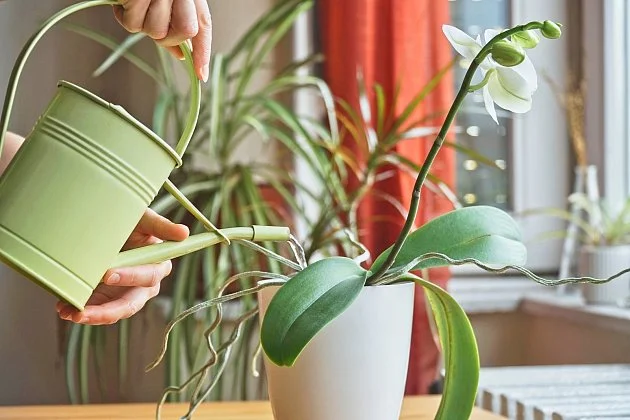 Zálivka bílé orchideje zelenou konví v interiéru.