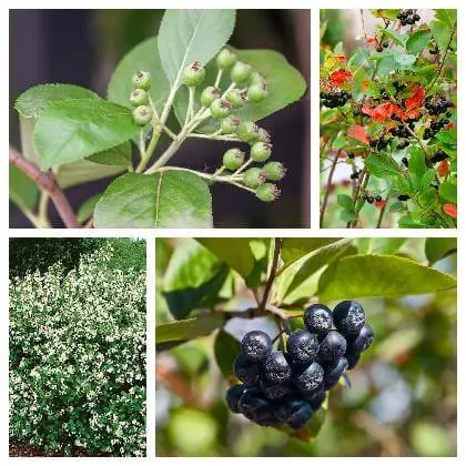 Kolekce fotografií rostliny Aronia v různých fázích růstu a květu.
