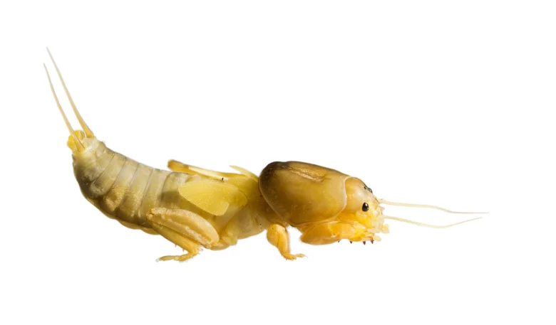 Žlutá larva krtonožky na bílém pozadí.