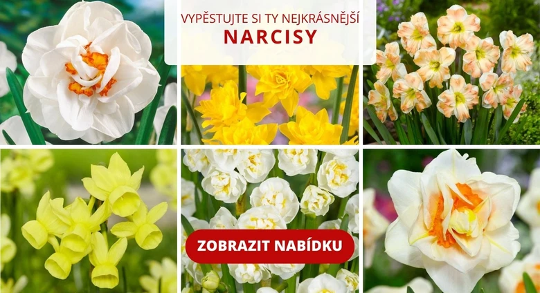 Různé druhy narcisů v květu
