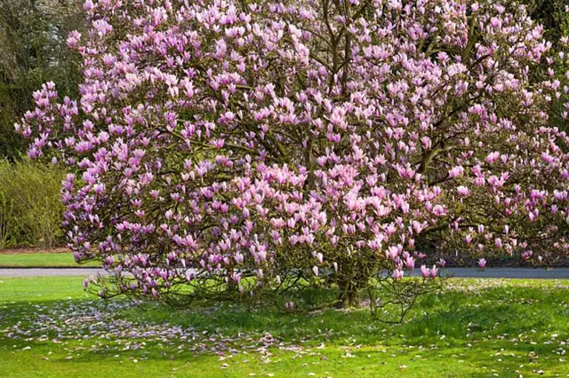 Rostoucí strom s kvetoucími růžovými magnoliemi na trávníku.