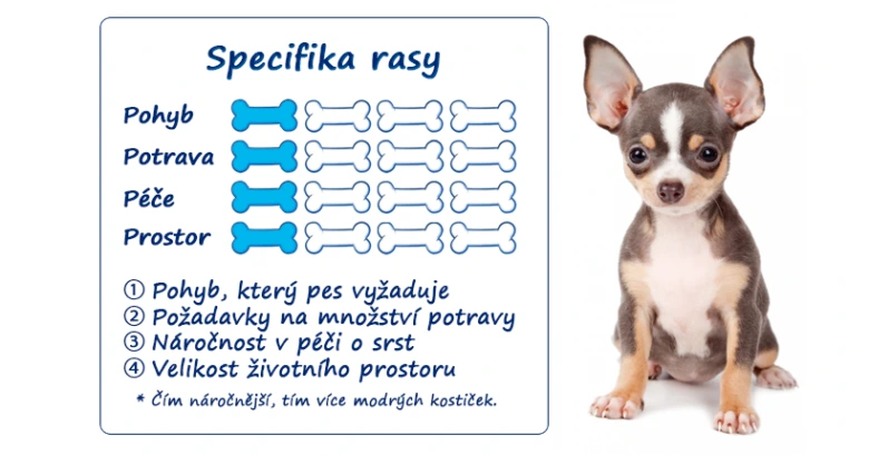 Infografika o potřebách čivavy: pohyb, potrava, péče, prostor.