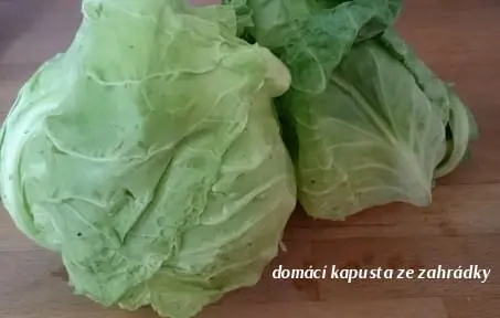 Čerstvá zelená kapusta ze zahrádky