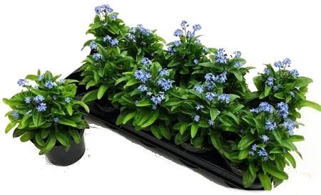Skupina rostlin myosotis sylvatica v květináčích na bílém pozadí.
