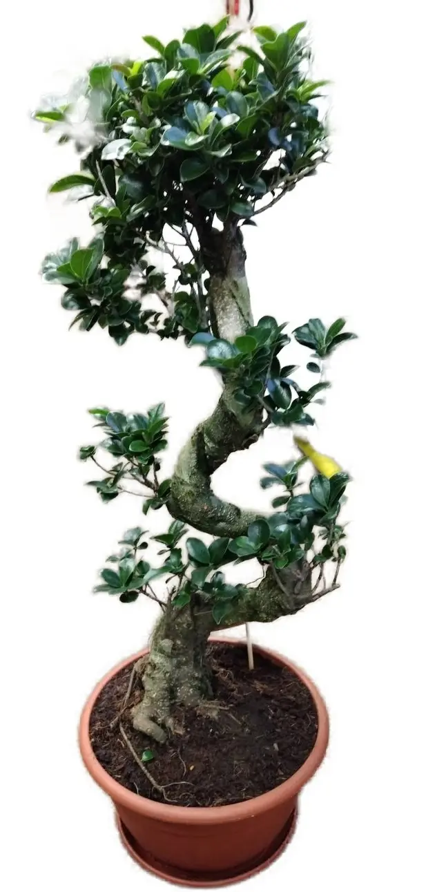 Ficus Ginseng v hrnci s propletenými kořeny