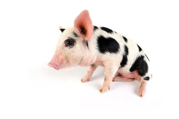 Malé prasátko s černými skvrnami na bílém pozadí.