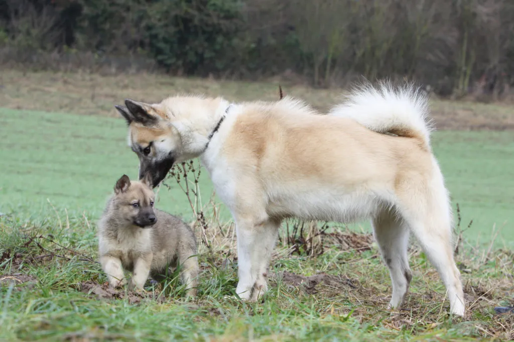 Dospělý akita s mládětem na travnatém pozadí venku.