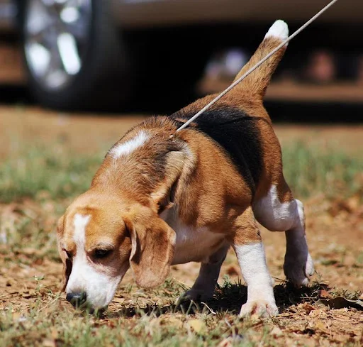 Beagle čichá zemi venku na trávníku.