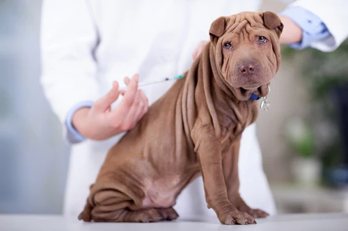 Šar-pej štěně dostává očkování od veterináře.