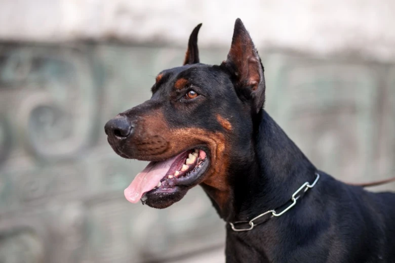 Dobermann s ušima - plemeno s vysokými ušima