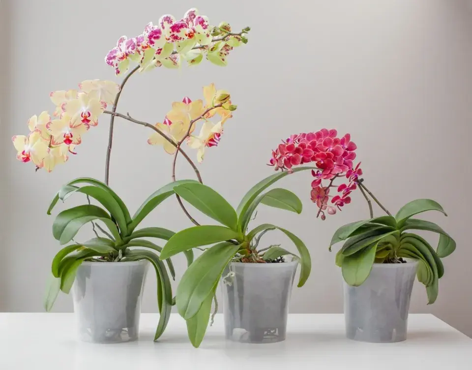Tři kvetoucí orchidee v hrncích na bílé ploše.