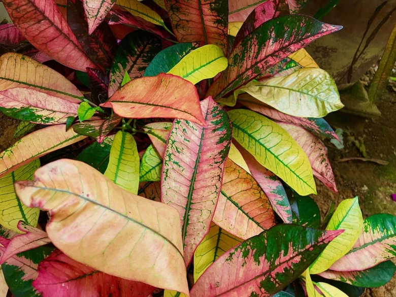 Detailní fotografie barevných listů rostliny kroton.
