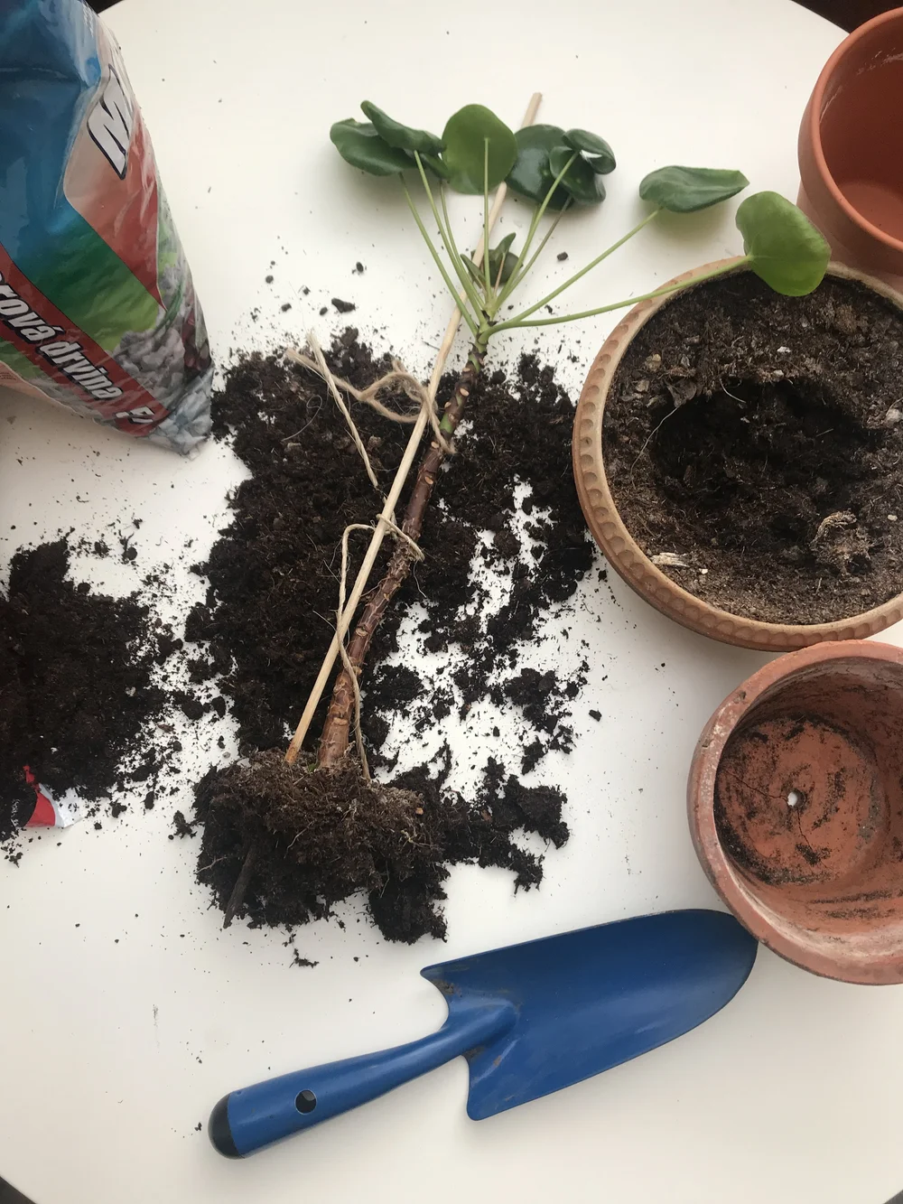 Přesazování pokojové rostliny do nového hrnce s půdou.