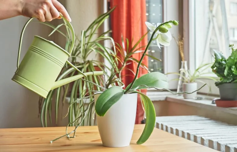 Osoba zalévá bílou orchidej v květináč na dřevěném stole.