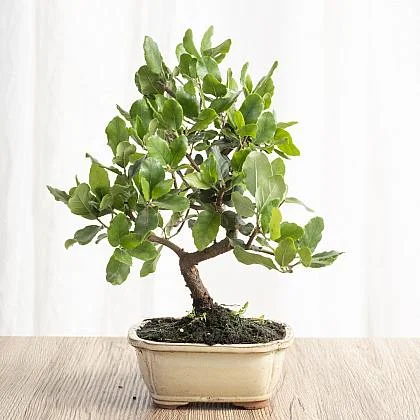 Ficus lyrata v květináči na dřevěné ploše
