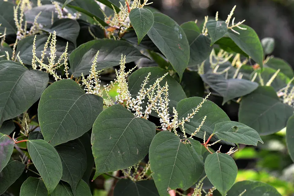 Leafy plant with flowers