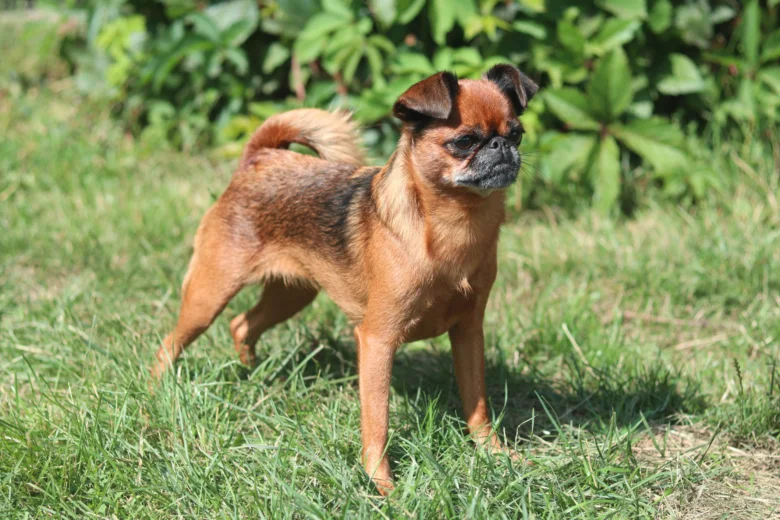 Brusselský griffon stojí na trávníku venku.