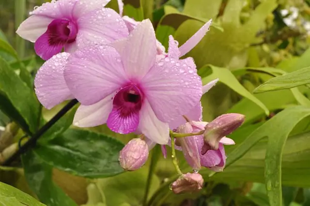 Růžové orchideje Dendrobium nobile s kapkami vody.