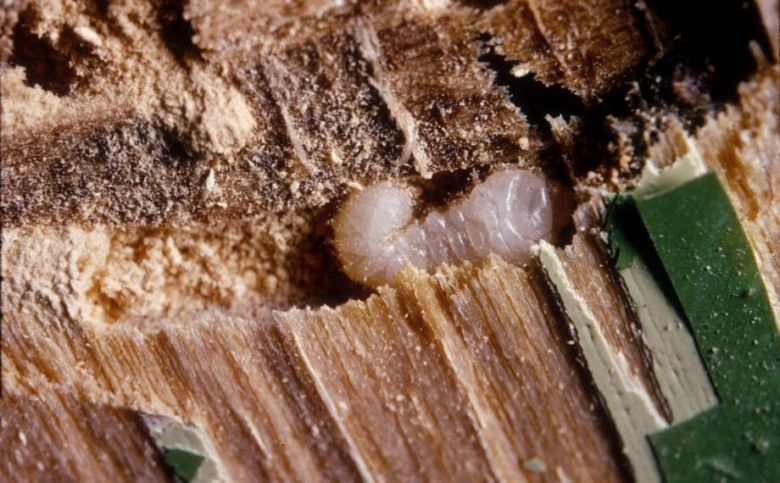 Larva červotoče proužkovaného v kusu dřeva.