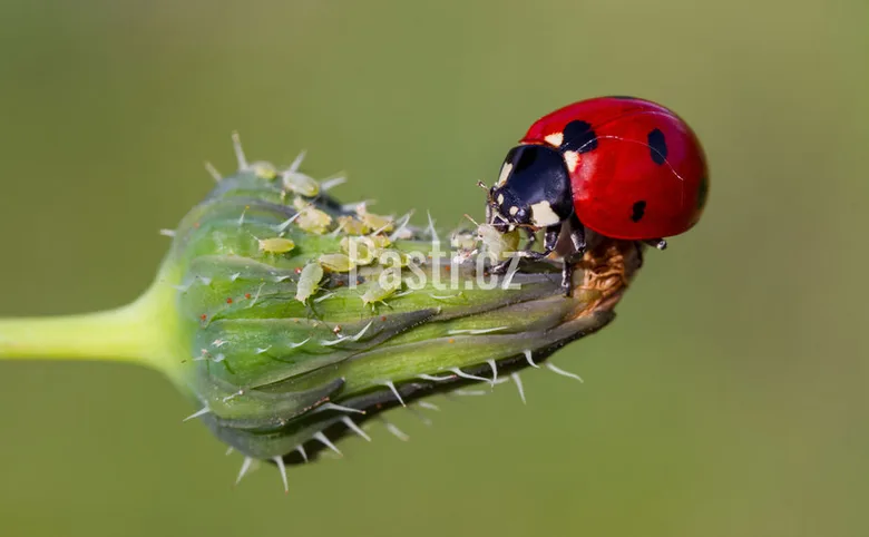 Ladybug sežírá mšice na květním pupenu
