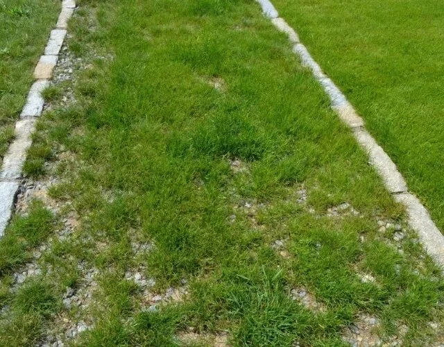 Gravel lawn with stones