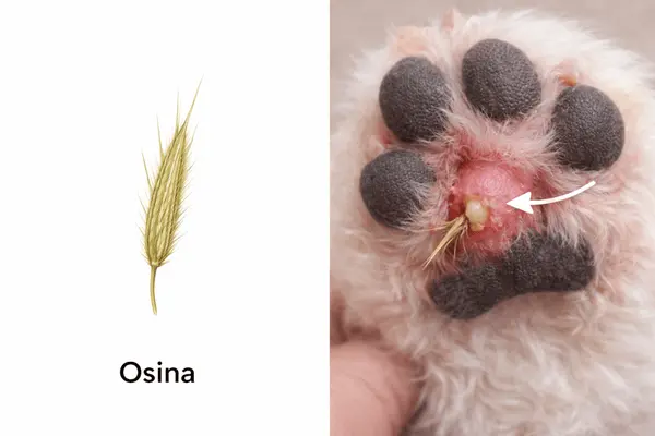 Psova tlapka s vloženou travní trávou osinou.