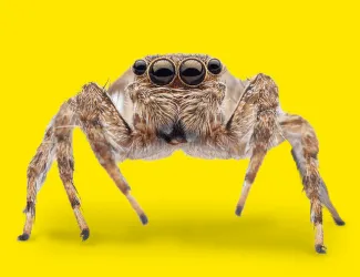 Veleštír císařský na žlutém pozadí