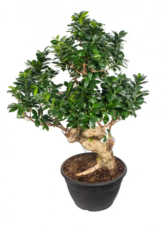 Ficus Ginseng: Pěstování a péče o rostlinu krok za krokem