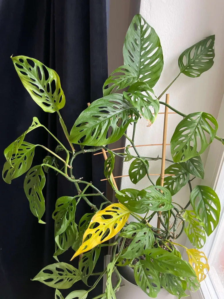 Monstera s žloutnoucím listem ukazuje příčinu problémů.