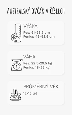 Infografika s fyzickými údaji o australském ovčákovi.