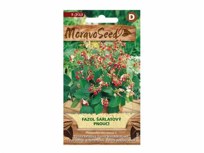 Sáček s semeny fazole šarlatové pěstované v květináč.