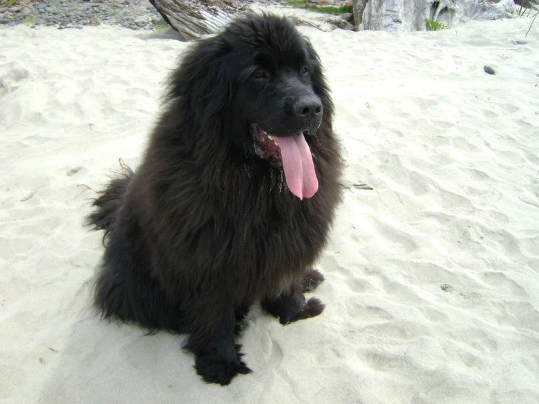 Černý labradorský retriever sedí na pláži s vystrčeným jazykem.