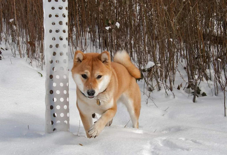 Pes Shiba Inu v zasněženém prostředí