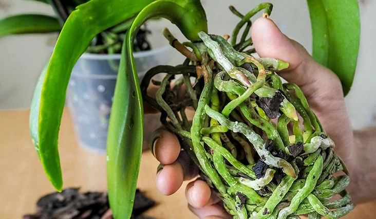 Orchidej pěstovaná bez substrátu s viditelnými kořeny.