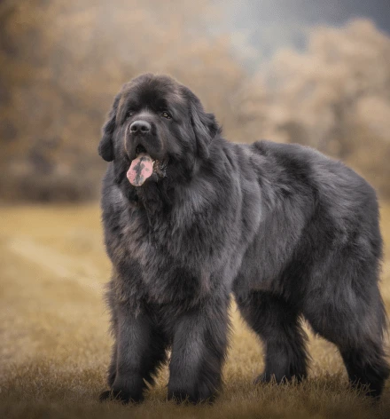 Černý Newfoundland stojí na trávníku s rozostřeným pozadím.