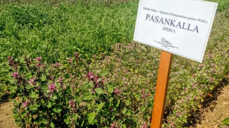Pole kvinoi s jazykovou značkou Pasankalla z Peru.