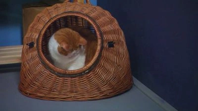 Oranžovo-bílá kočka spí v ratolestní korbě.