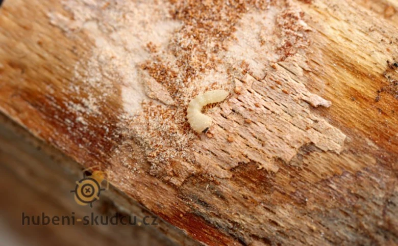 Larva červotoče proužkovaného na dřevě s pilinami.