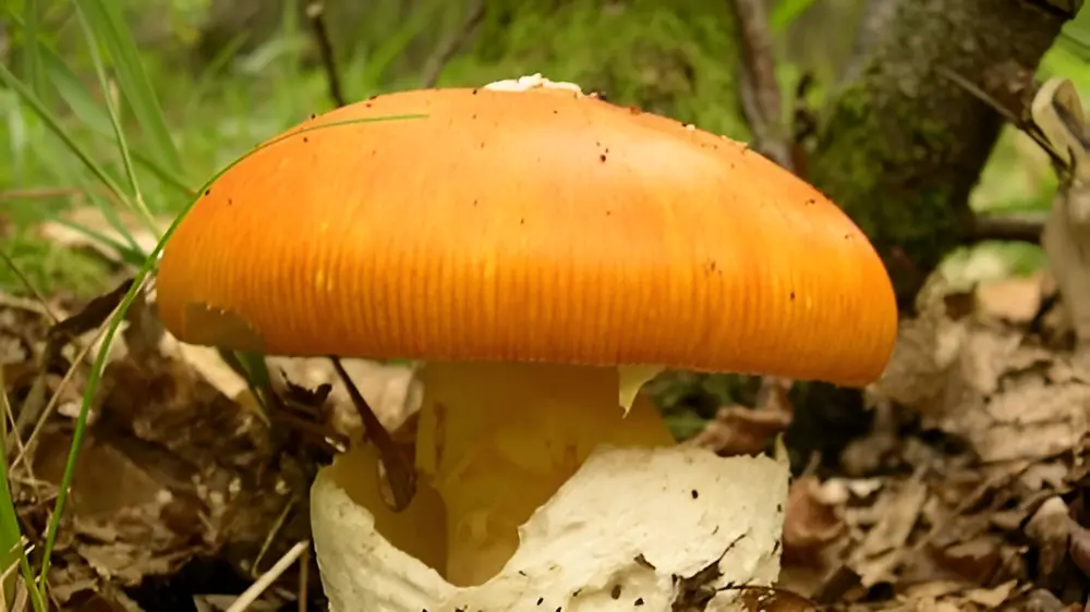 Hřib kovář s oranžovou čepicí rostoucí v lese.