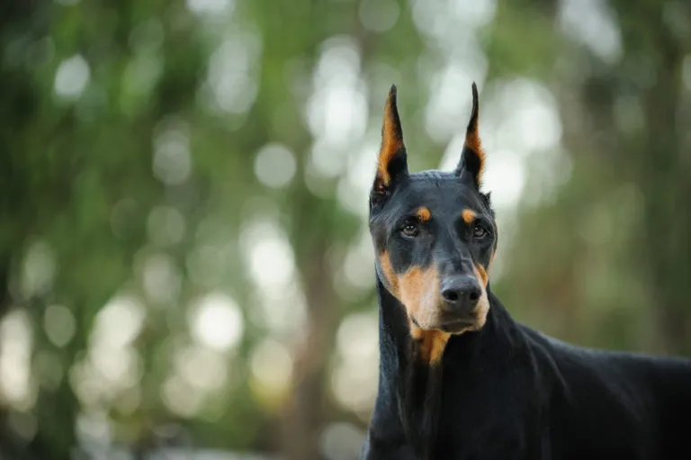 Dobermann s ušima, přírodní prostředí