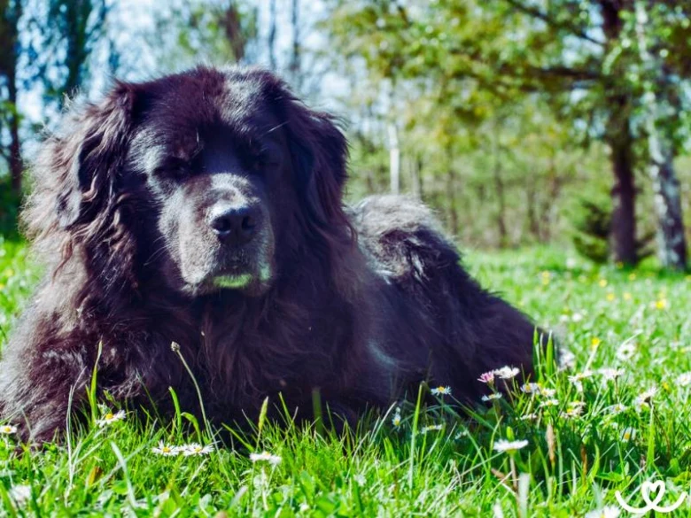 Černý newfoundland pes leží na trávě v přírodě.