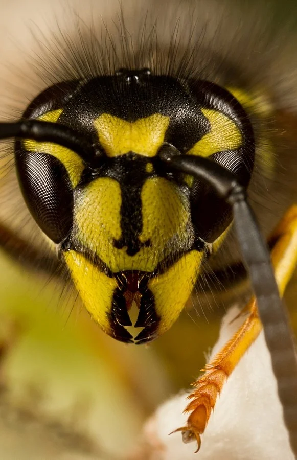 Detailní makrofotografie hlavy včely s velkými složenými očima.