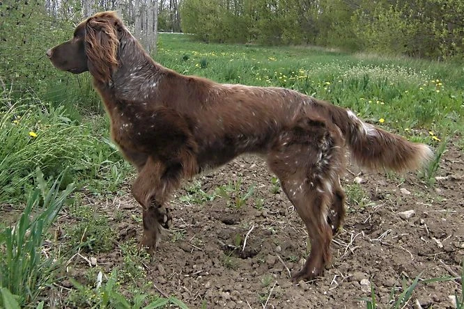 Dlouhosrstý ohař stojí na zemi v přírodě.