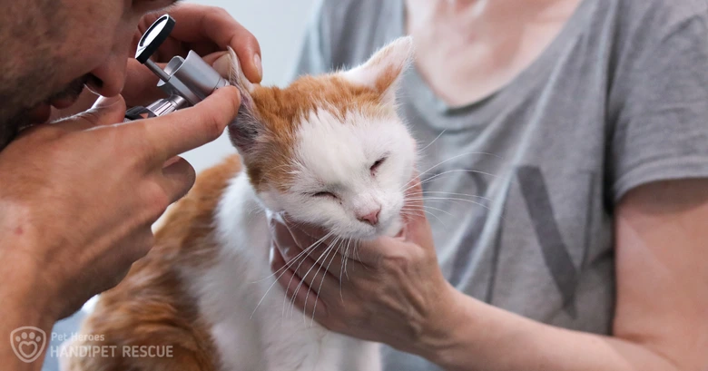 Veterinární vyšetření ucha kočky